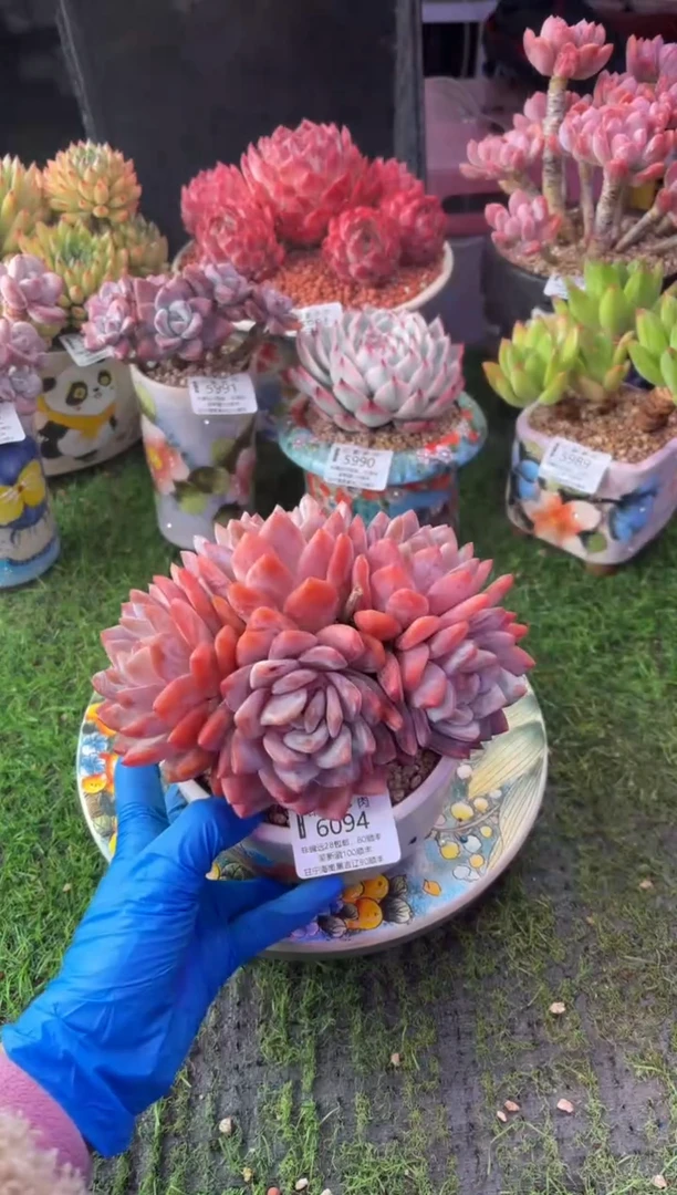 昆明印象多肉6094