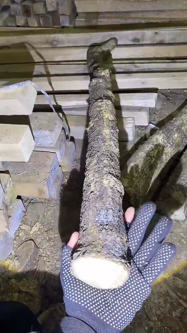 小叶桢楠金丝楠木