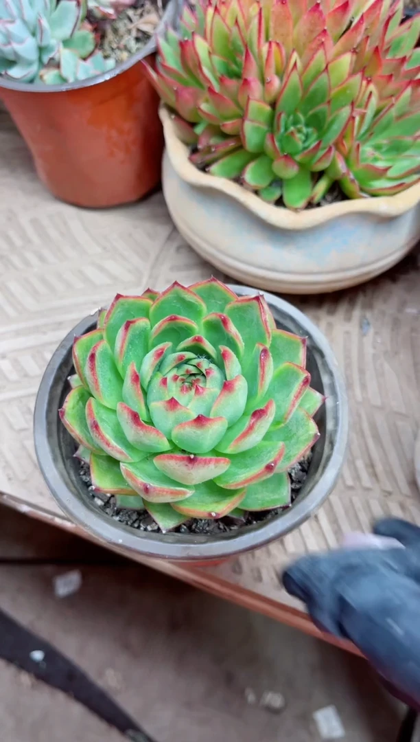 珍****➰16007多肉植物一物一拍