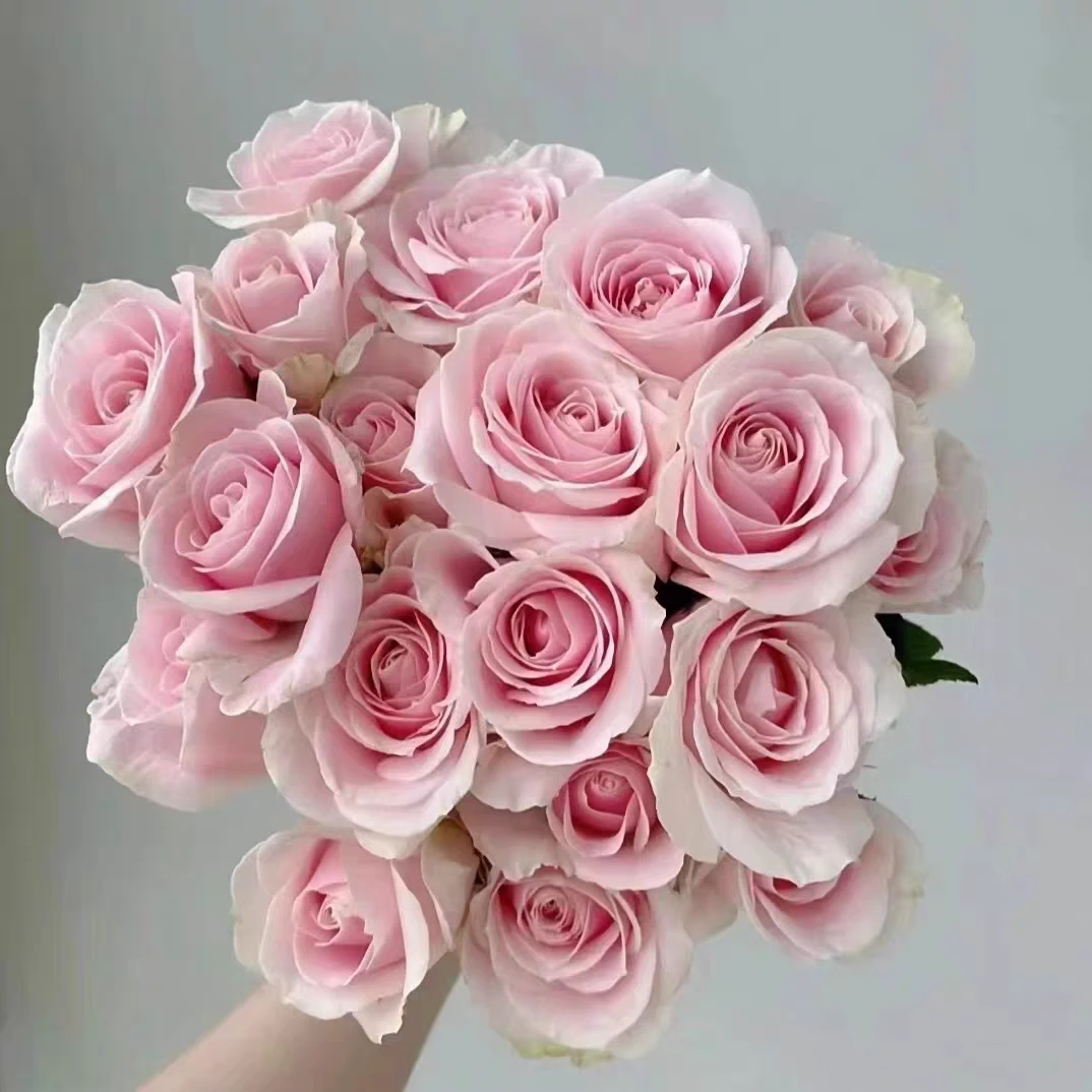 【粉红雪山玫瑰】云南鲜花玫瑰基地直发 一单普快两单升级顺丰