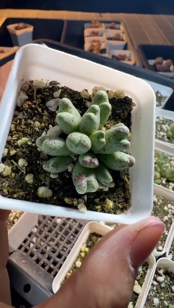 ?****✨肉锥多肉植物5-33