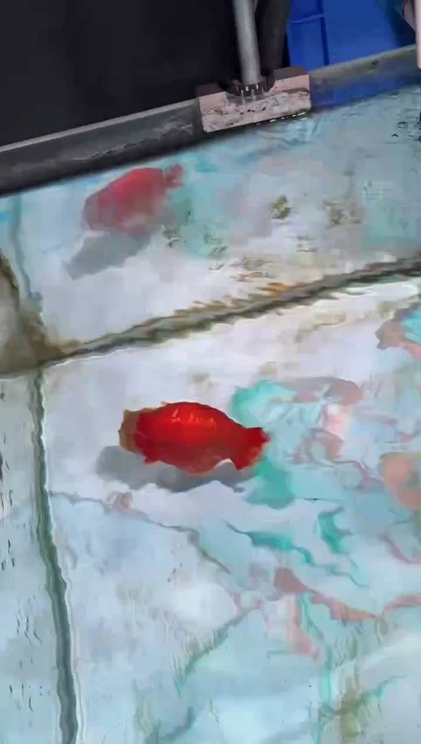 金鱼（运费自理，马印灯照射）福州追鱼兰寿金鱼