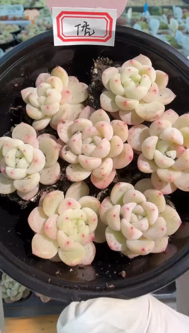 T秃单双混 7颗量拍混发 满9.9包邮