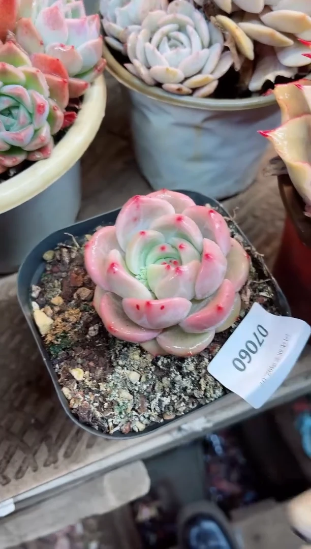 【闪购商品】07060