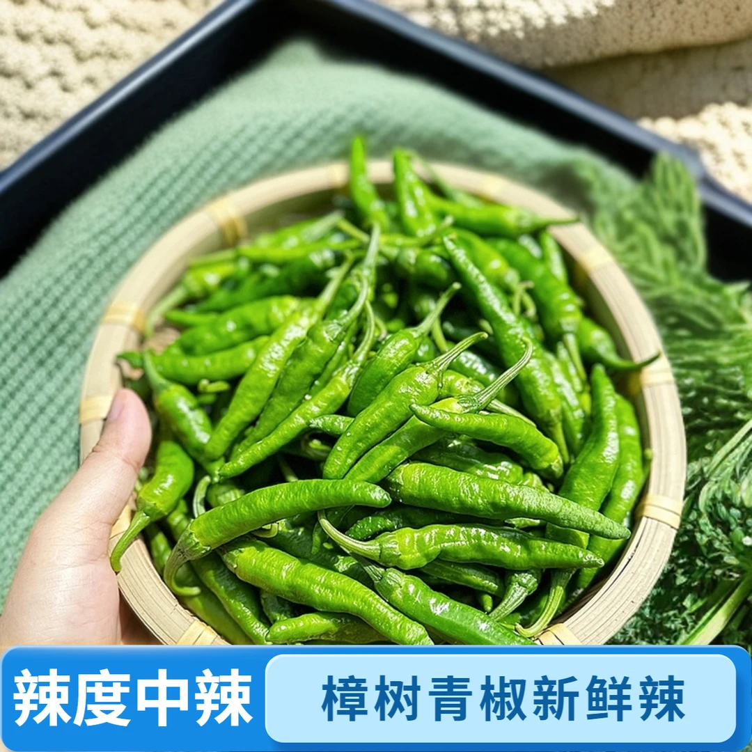中辣樟树皮薄肉嫩大小辣椒新鲜采摘现摘现发包邮