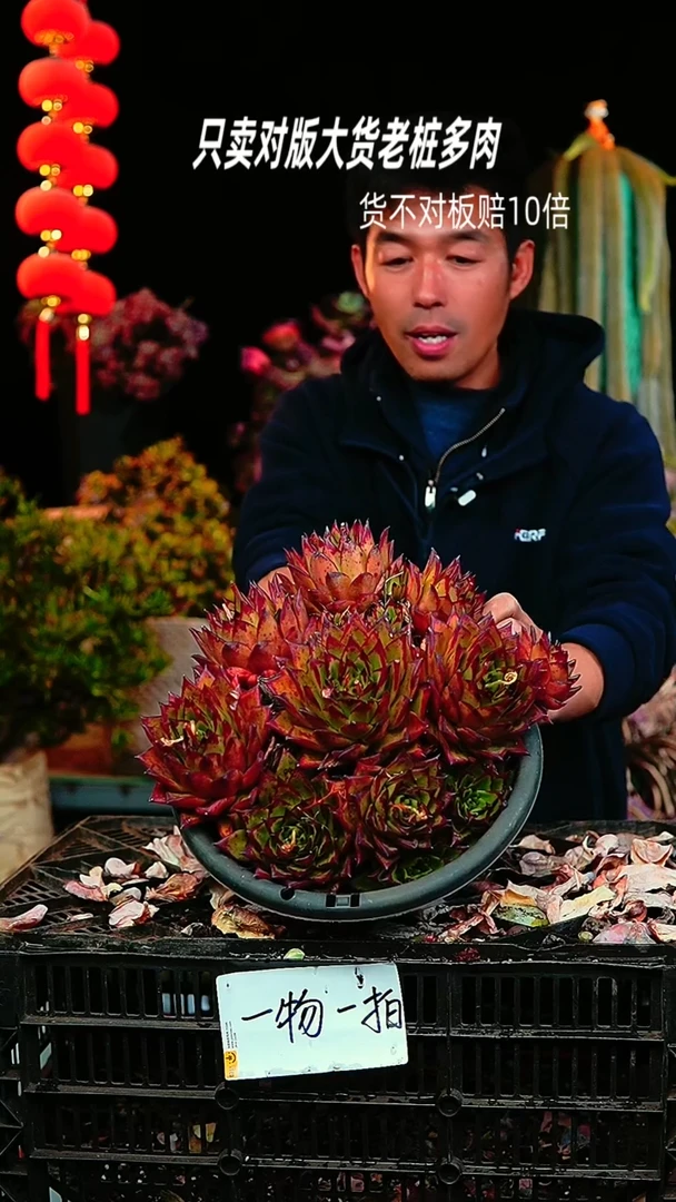 【闪购商品】91号超大东云