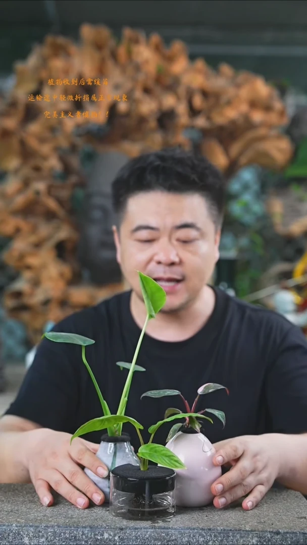 完全开放粉公主+龟背+千年芋225+