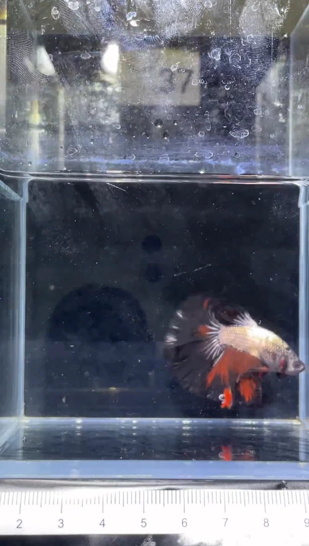 斗鱼泰国精品斗鱼A37