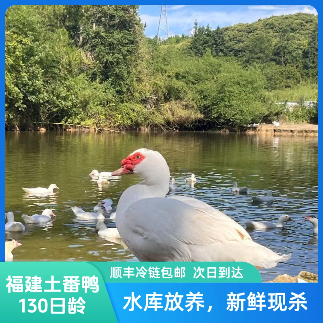 【适合白斩鸭姜母鸭】福建长汀水库散养番鸭新鲜现杀肉质紧致130日龄鸭肉顺丰包邮同城配