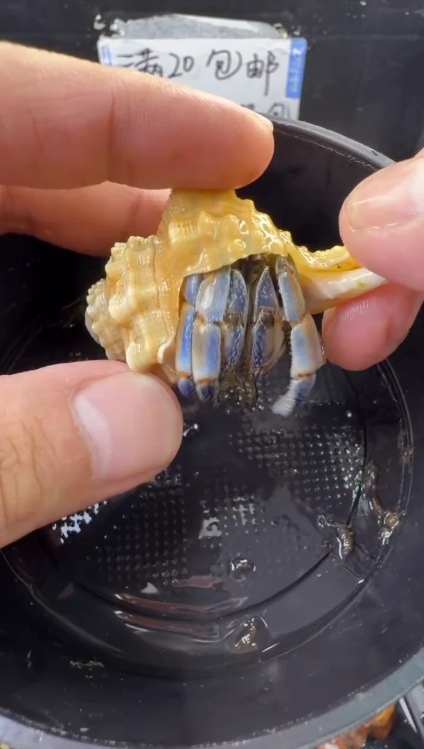 2.1口紫陆一只，不包全品