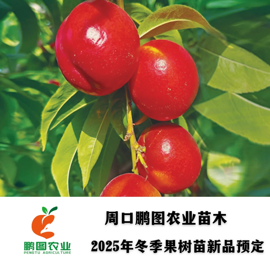 中油金艳 7月上旬果面亮丽果形端正颜值高 酥脆浓甜货架期长