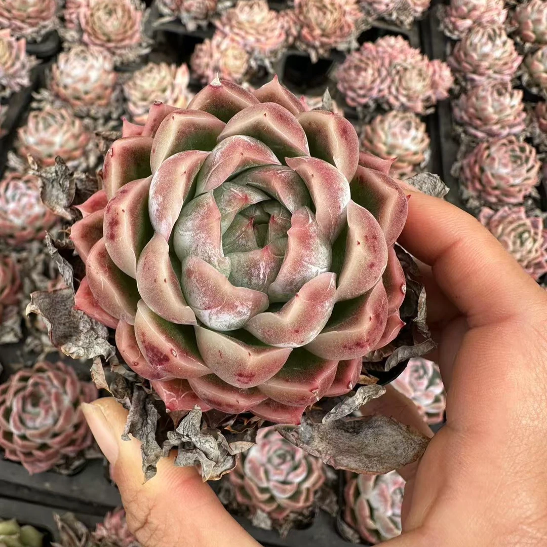 7#雪媚娘单双混发 多肉植物  前男友精品多肉  SM312