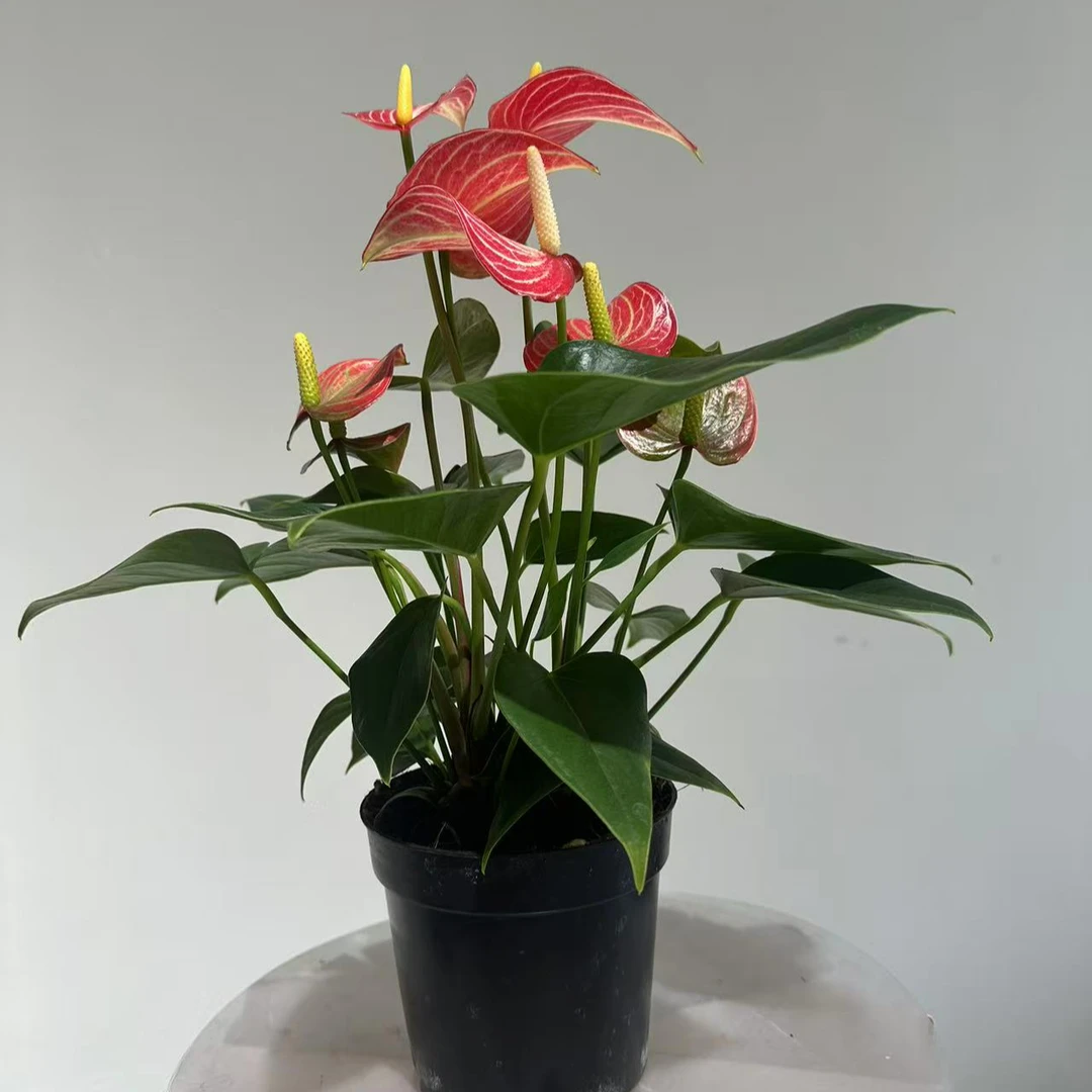 【彩掌小红帽-120杯】高级条纹掌四季开花4-6朵花2株苗原盆原发货