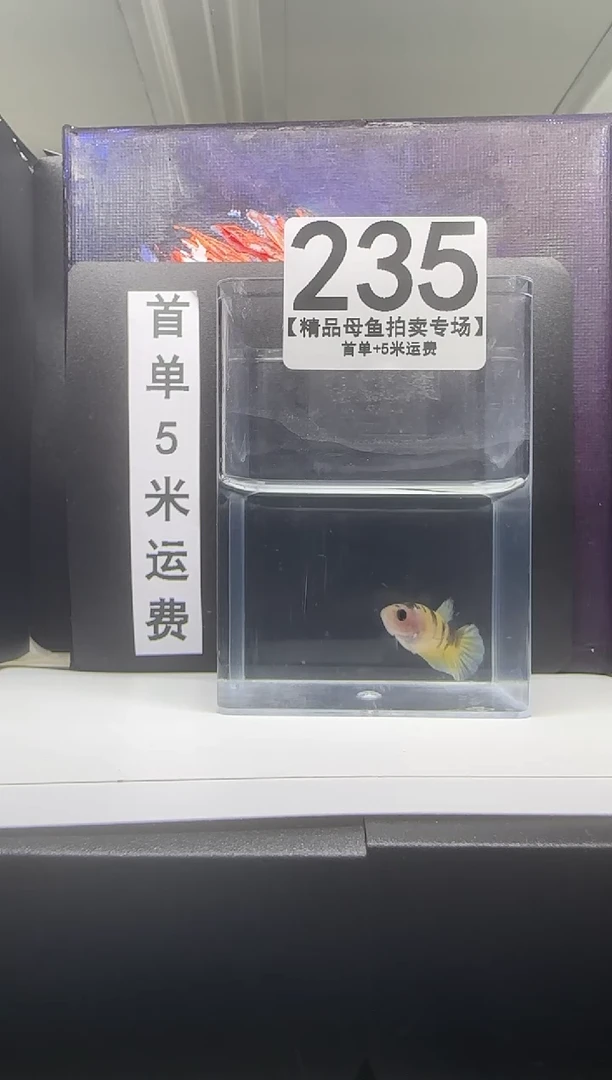 斗鱼母鱼编号：235