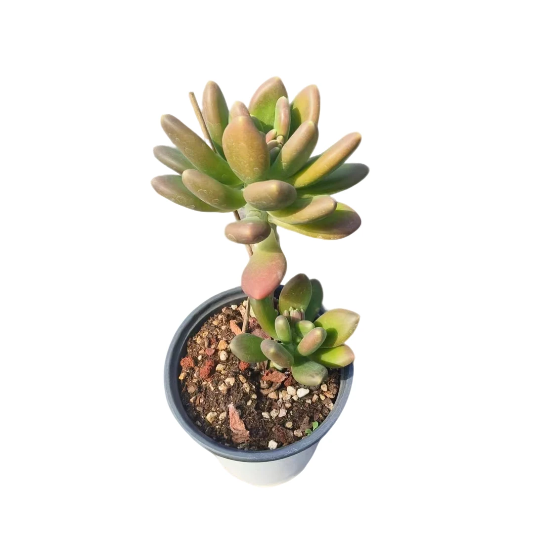 同美多肉园艺  芒果奶  以直播间实物为准 综合链接