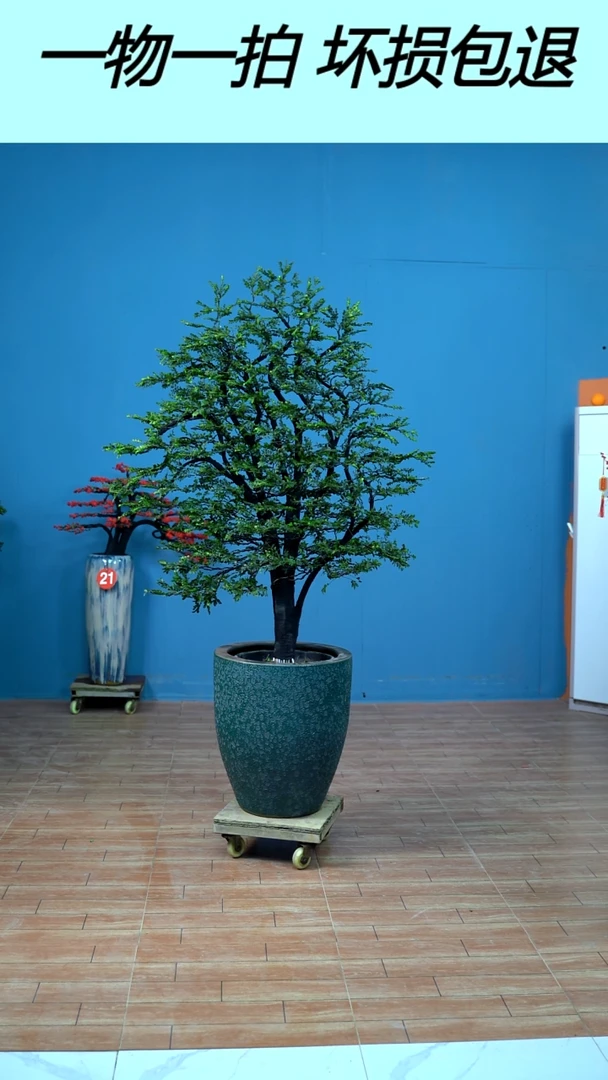 无花朵广东小叶紫檀59号