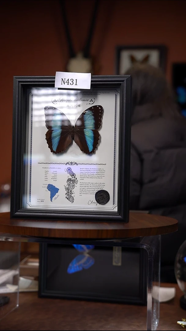 N431    双列闪蝶