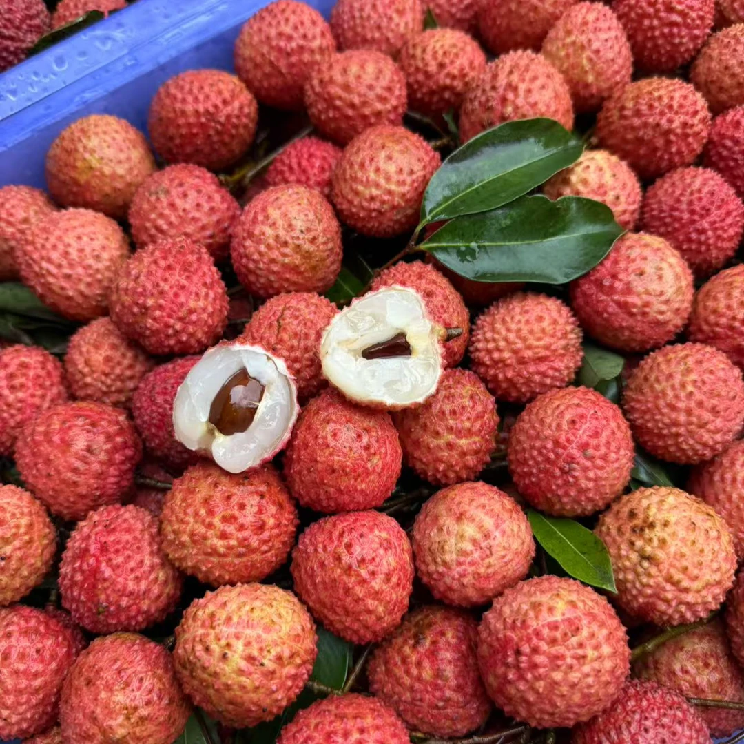 桂味荔枝
