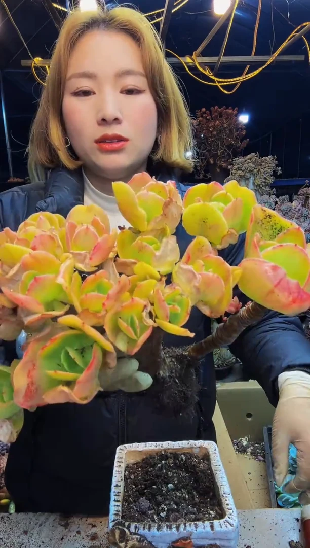 柠檬卷杂贺氏小树一物一拍