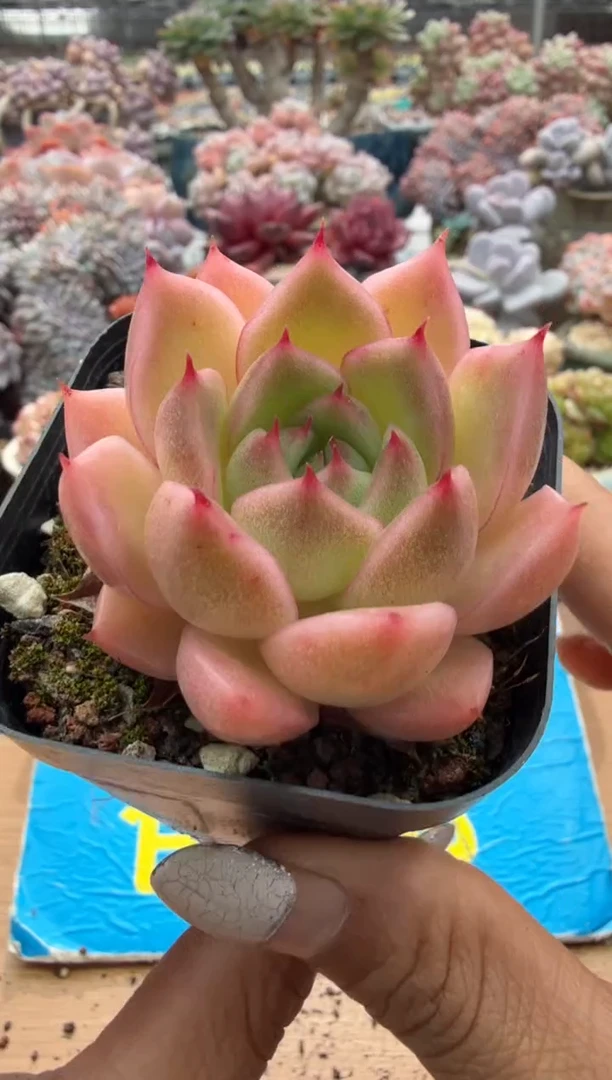 东云多肉园二店-224