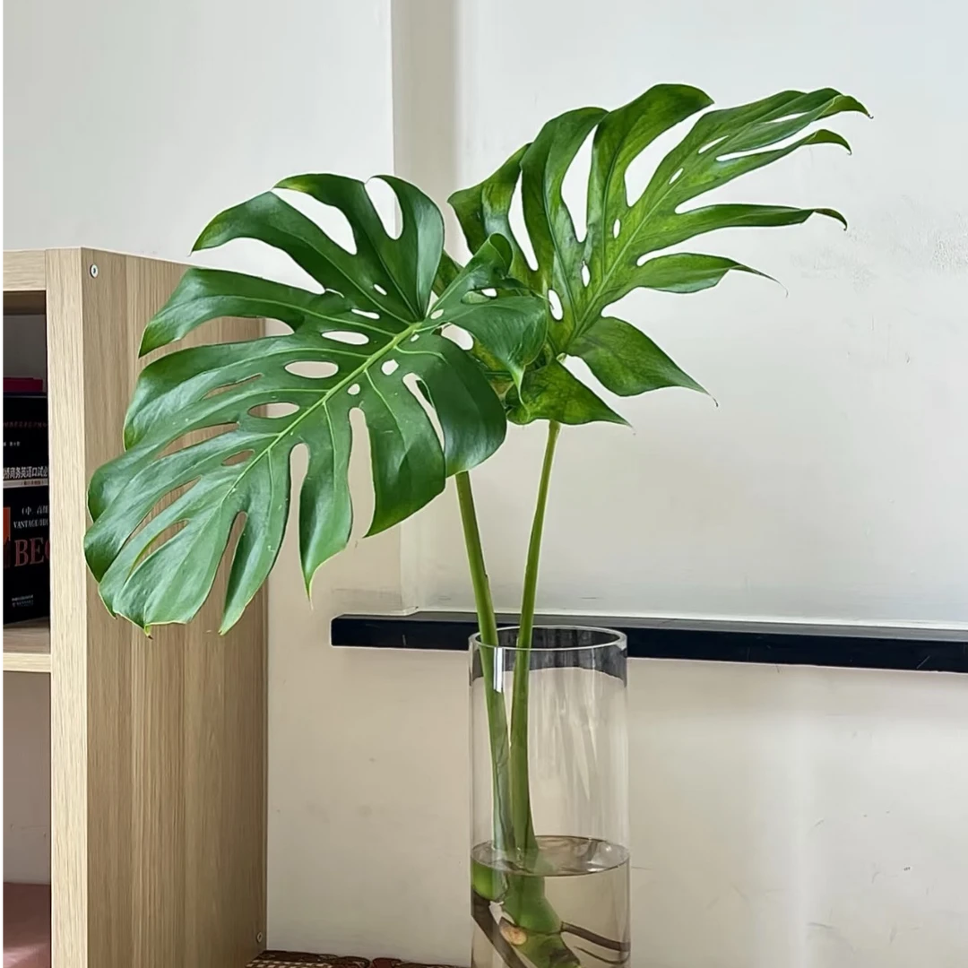 龟背叶 草花配叶任意2单升级顺丰/德邦快递 发货后不支持退款