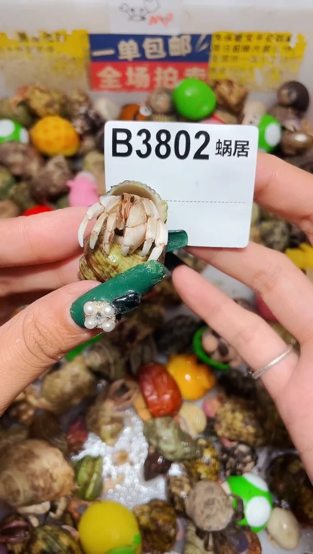 陌派甄选寄居蟹3802