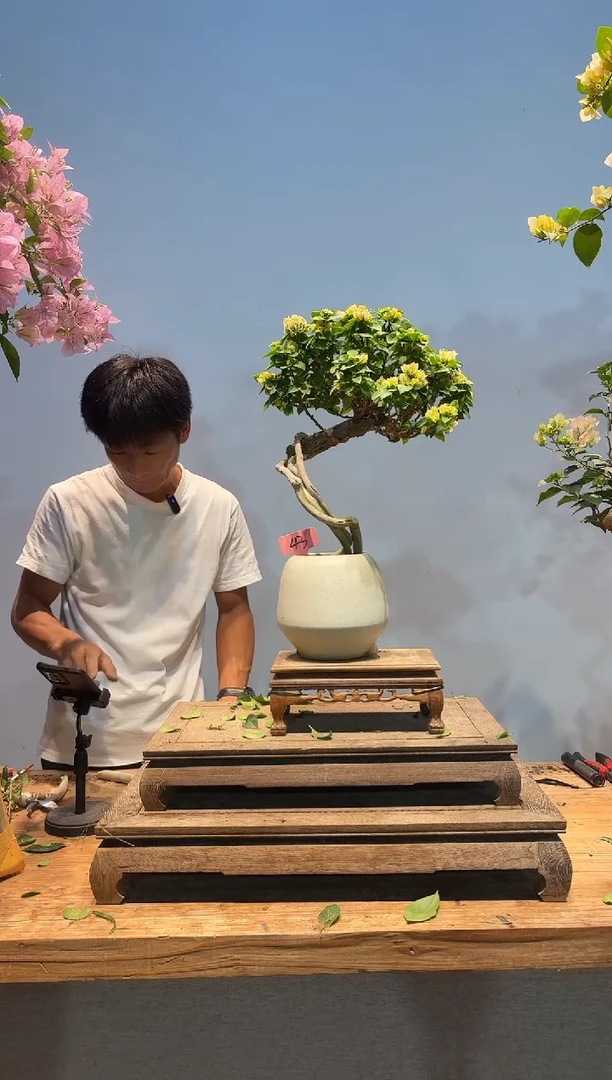 无花朵琼*三角梅专场一物一拍43