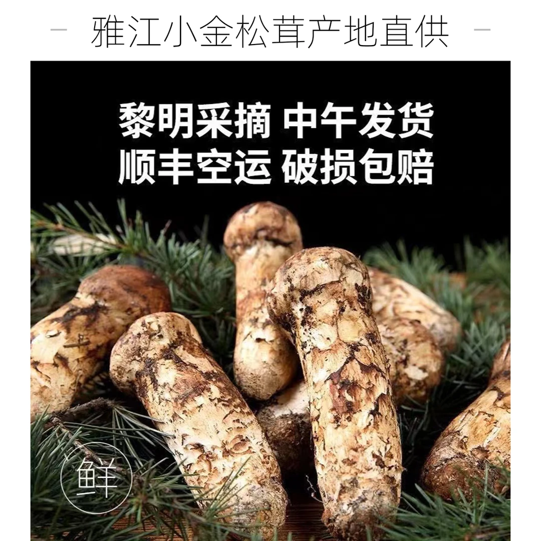 2025年新鲜松茸雅江甘孜松茸四川茸菌顺丰冷链空运食用香味精选鲜松茸