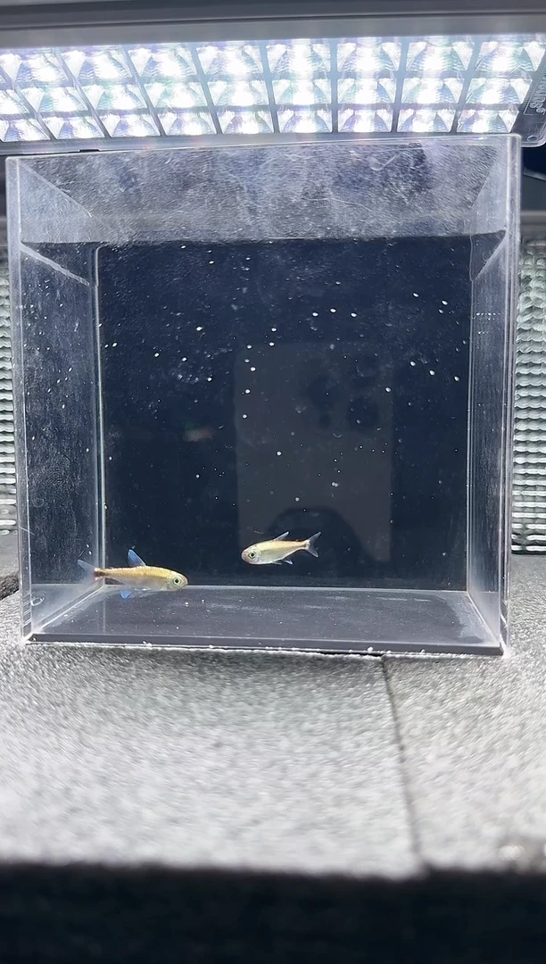 灯科鱼星*超级红魔鬼*10只