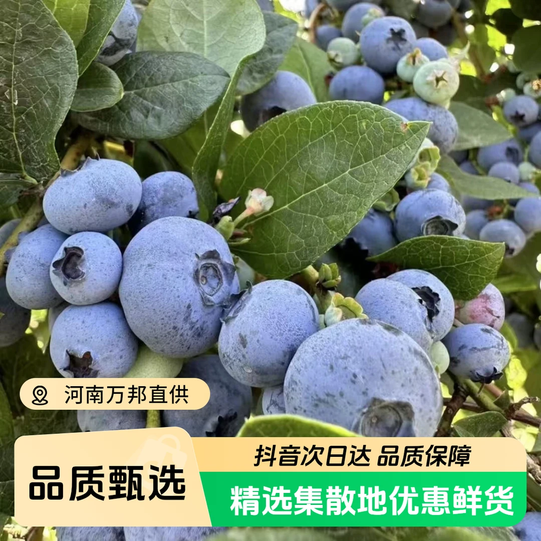 【顺丰包邮次日达】400g/箱(果径13mm-17mm)云南花香蓝莓【露天种植.自然成熟】云南省