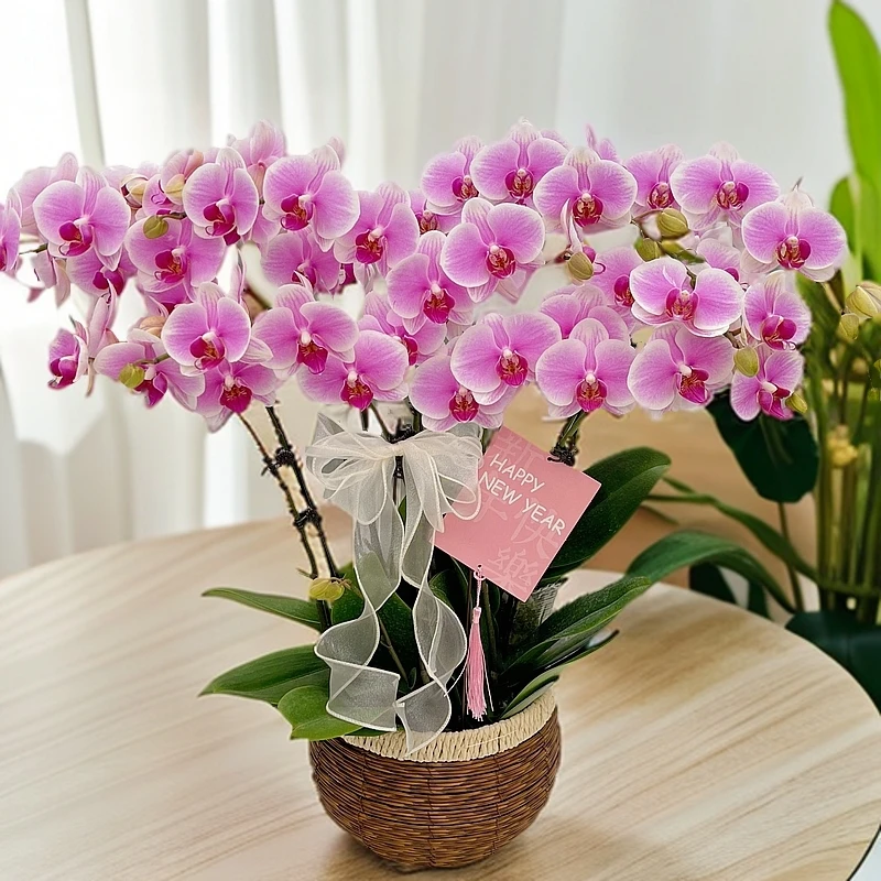 蝴蝶兰《粉钻》专属链接新手推荐 好养耐养 广西南宁基地直发