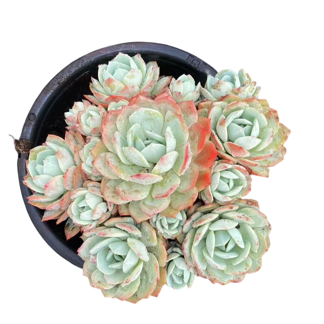 精品多肉【恋曲】新手家庭空气净化植物种植基地