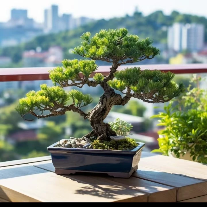 松柏盆景室内室外庭院花园盆栽地栽老桩盆景办公室绿植