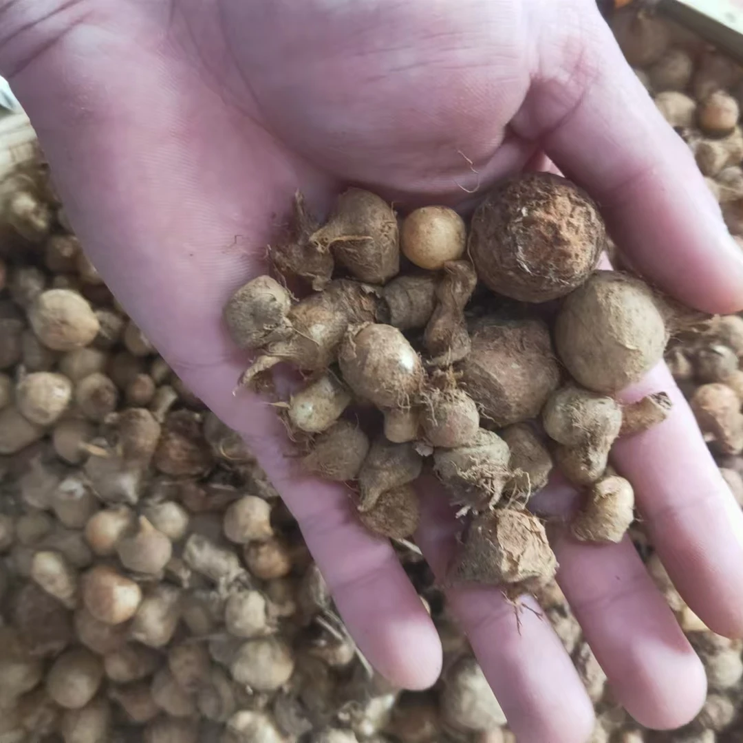 湖南新鲜麻芋子半下无熏硫无炮制农产品正宗