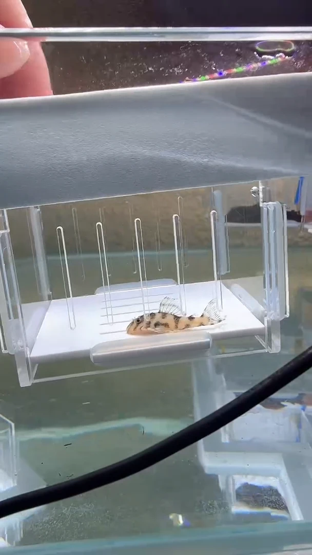 清道夫3.7不包入缸损84