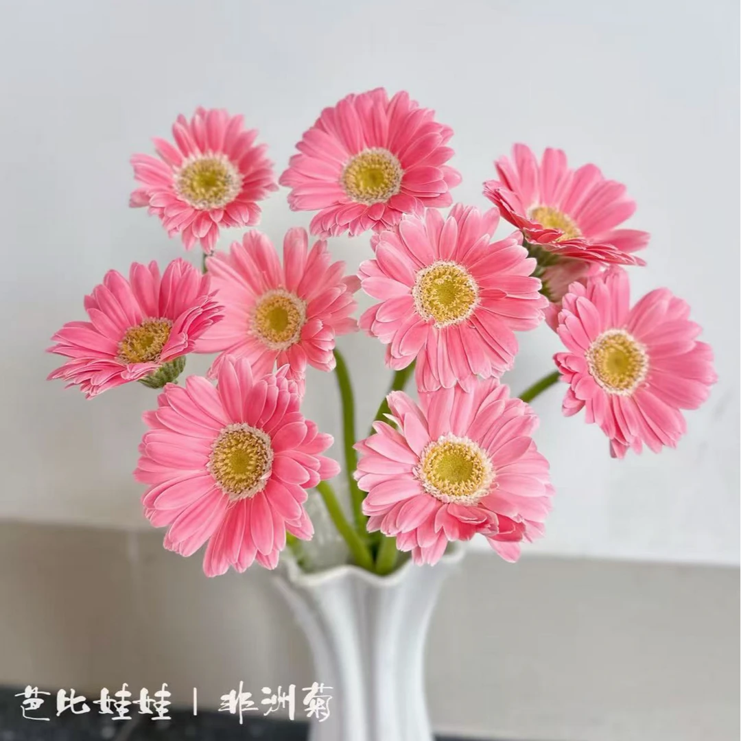 【Mini芭比娃娃非洲菊】高品质 全店拍2单升级顺丰冷链或德邦空运