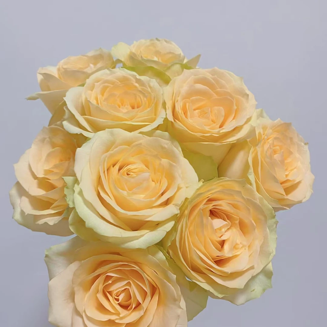 【彩花驿站】香槟玫瑰（任意两单升级冷链/直播间展示为准/）