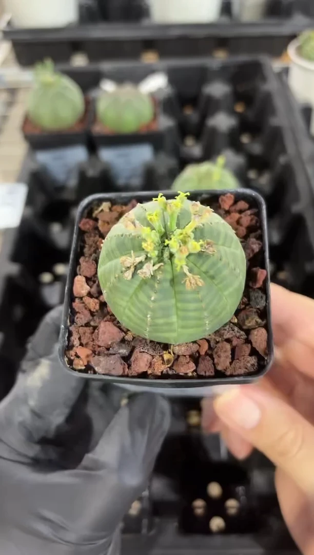 布纹球大戟FB-8675