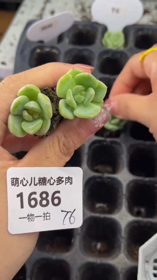 1686 t6多肉植物