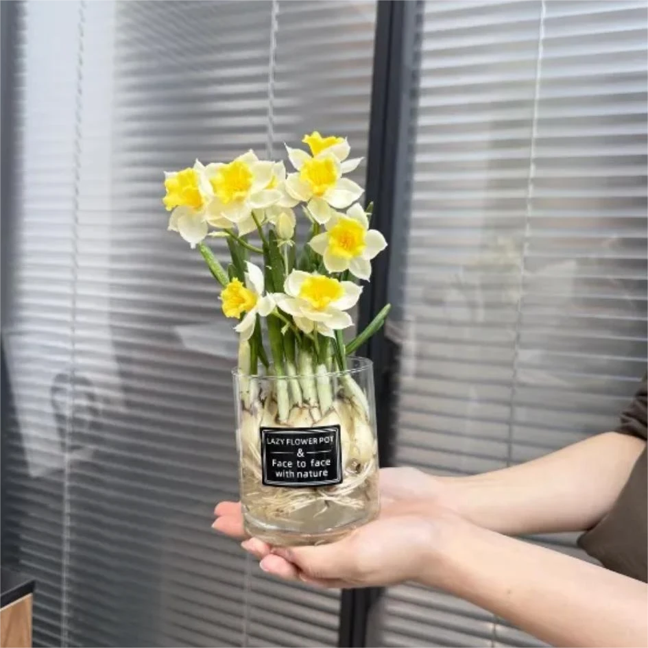 漳州水仙花室内绿植好养易活香味办公室客厅书房盆栽招财水仙花