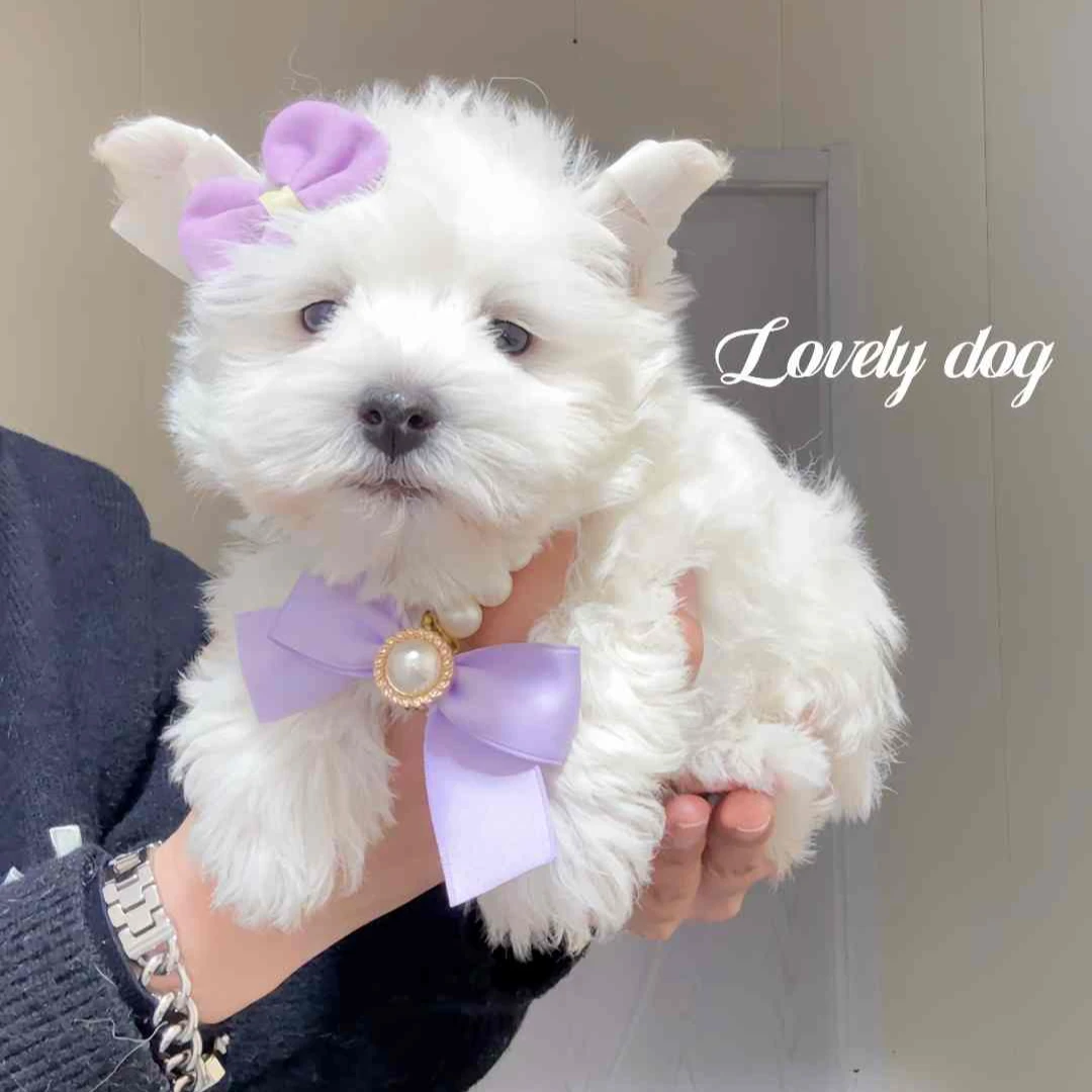 纯种西高地弟弟幼犬活体家养宠物狗60005包犬瘟犬细小30天