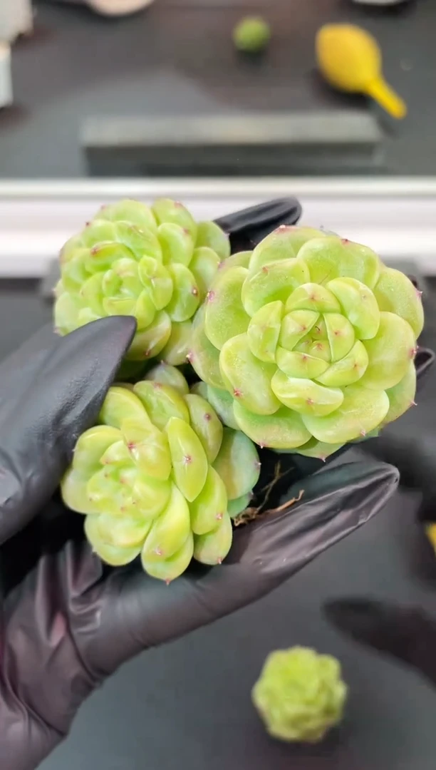 闪购1140  新品多肉一颗  3.5-4厘米