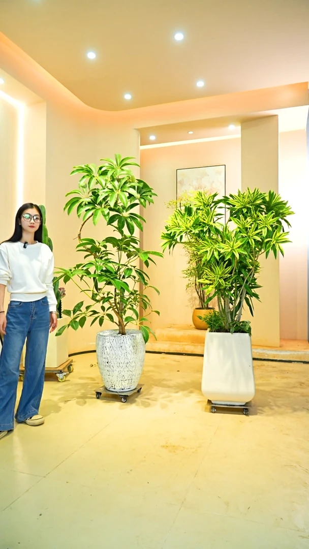 不开花植物可*樂保罗大叶伞