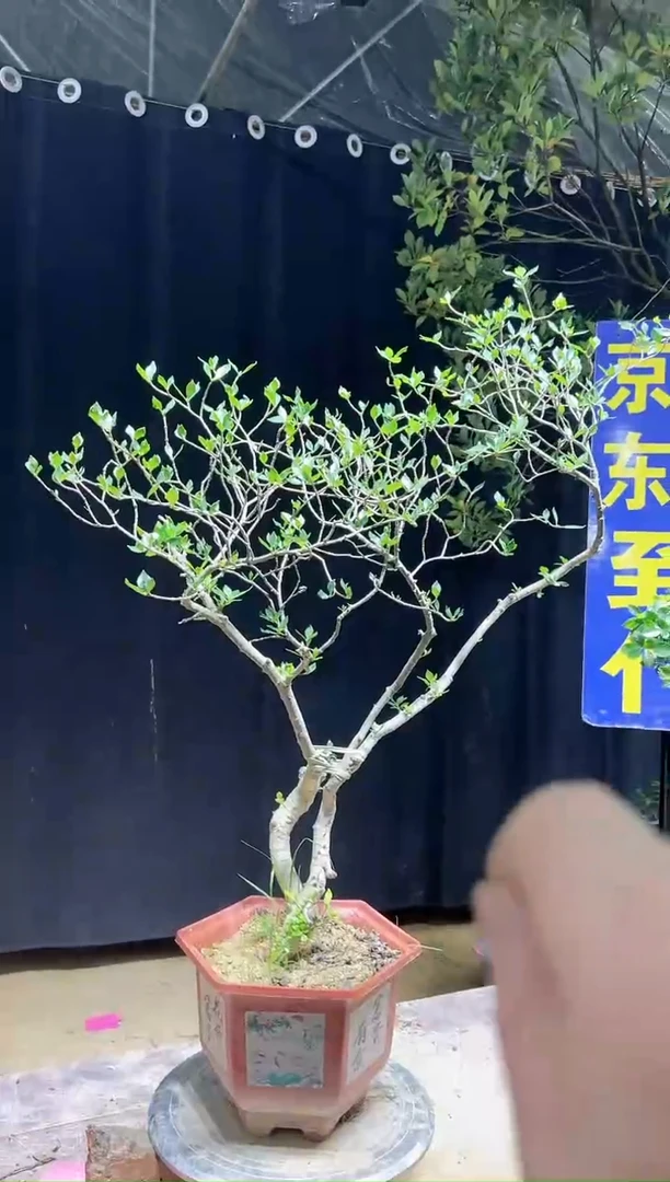 大量花朵（建议范围：8朵-15朵 或40%以上）浩?海岛栀子花