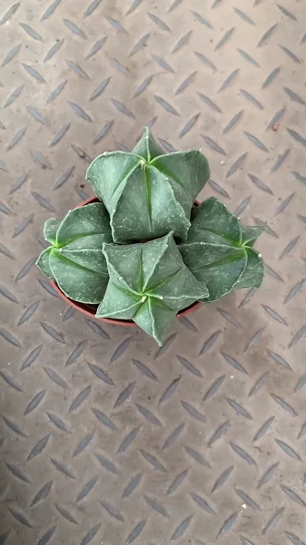4头鸾凤玉1颗。裸根发货