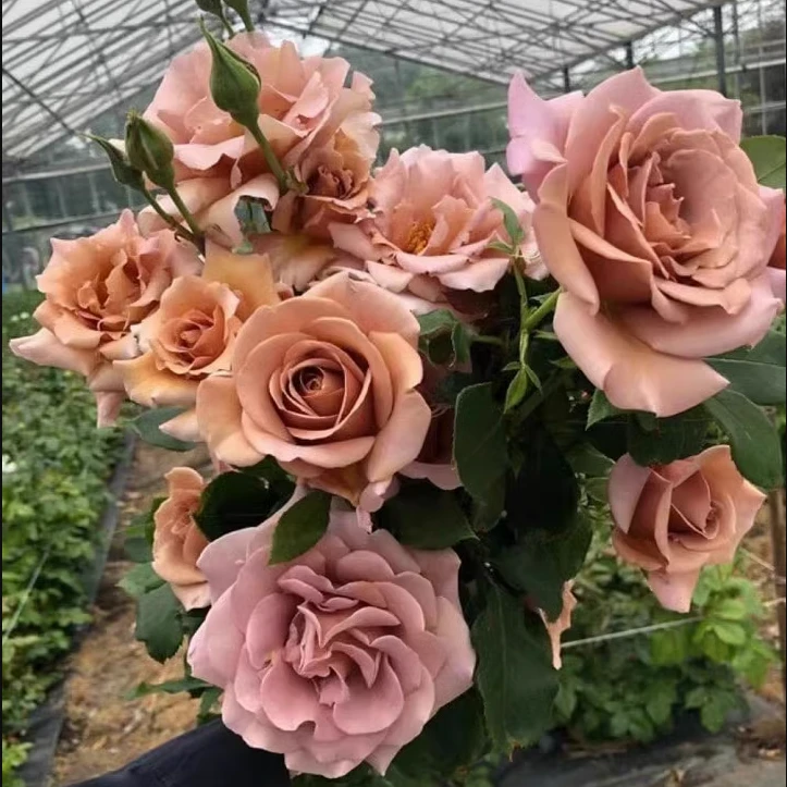 可可洛可 月季花苗 复古色淡香勤花直立抗病切花月季玫瑰四季开