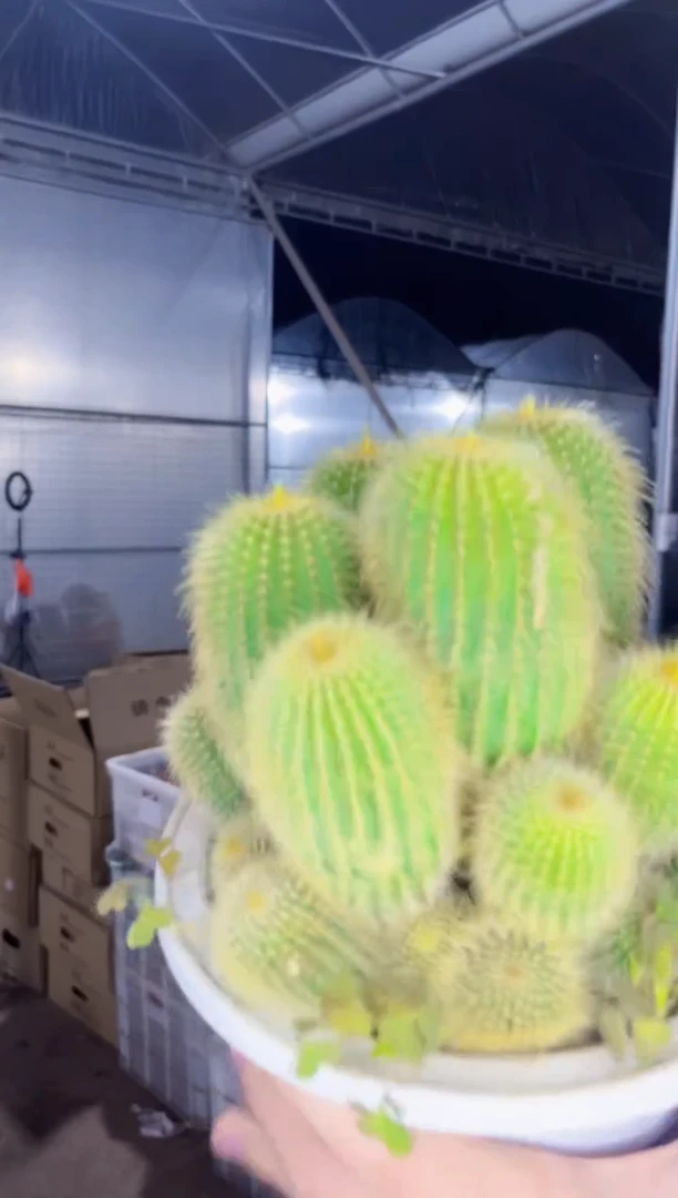 【闪购商品】金冠群生 12-15cm