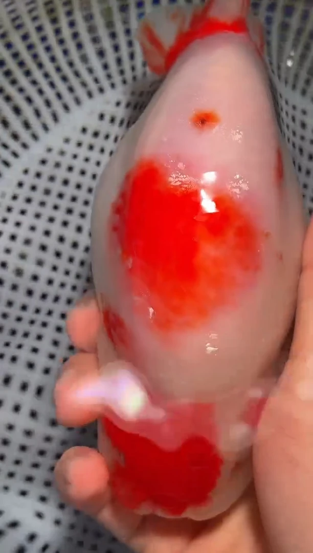 金鱼（运费自理，马印灯照射）福州追鱼兰寿金鱼