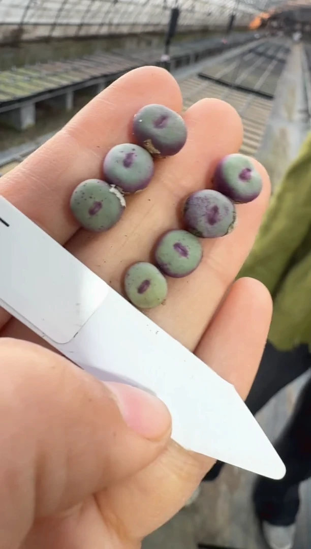 【天津专属】1多肉植物肉锥2736红嘴一颗