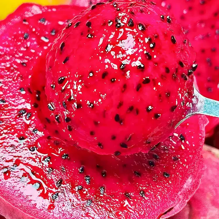 【果品甄选】蜜宝红心火龙果5个装【顺丰次日达】云南省